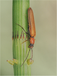 Red Soldier Beetle feeding on honeydew