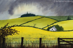 rapeseed in summer