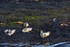 Seals on Loch Linnhe - DSC_9145_00090