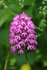 Pyramidal Orchid, Warburg Nature Reserve, Chilterns, Oxfordshire