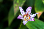 Toad Lily