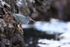 Lava Heron perched above sea, Bartolome, Galapagos