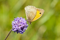 Meadow Brown
