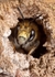 Anthophora  plumipes (m)