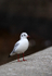 SBG017: Black-Headed Gull