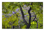 Jacarandas