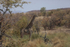 Stately Giraffe