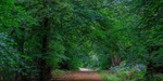 Early Autumn Walk