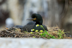 Shag sitting on nest, Farne Islands