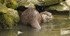 531 OTTER