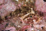 Taurulus bubalis
