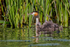 Great Crested Grebe (Podiceps cristatus) juveniles riding on bac