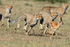 Cheetah cubs chasing a young Thompson's Gazelle