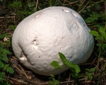 Giant Puffball