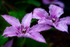 Purple Clematis - DSC_4975