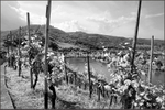 Bernkastel 3