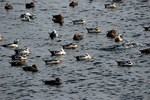 Steller's Eiders