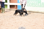 Dog Show, Saturday 18th = Click to View Photos portfolio