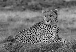 Cheetah B&W