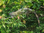 Green Iguana basking on branch, Costa Rica