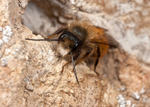 Osmia bicornis (m)