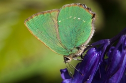 Green Hairstreak