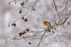 Winter Robin