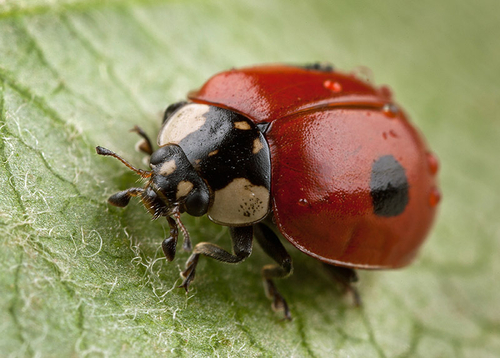 2-Spot Ladybird - [i]Adalia bipunctata[/i]. Warwickshire - July, 2012.