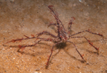 Macropodia sp.