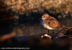 FLB029: Semipalmated Sandpiper