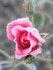 Precious - pink frosted rose