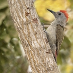 Grey Woodpecker.