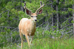 Summertime Buck