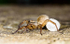 Female house spider with egg case