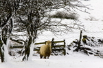 HELLO, GOATHLAND