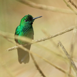 Male Green-crowned Brilliant perched, Costa Rica