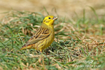 Yellow Hammer 120313 22