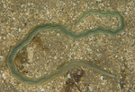 Phyllodoce mucosa