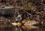 Royal bengal tiger - 5