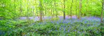 Bluebell Time at Coed Orllwyn