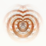 Heart Shells