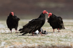 Turkey Vultures gather round dead penguin, Volunteer Point, Falklands