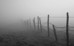Foggy Fence