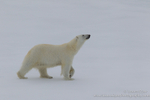Polar bear march