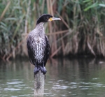 Cormorant