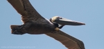 FLB035: Brown pelican