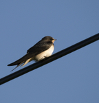 Swallow