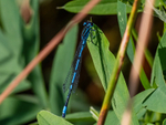 Azure Damsefly