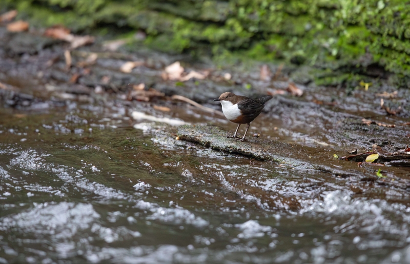 Dipper - River Bollin - Cheshire
