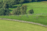 Loweswater Show-226